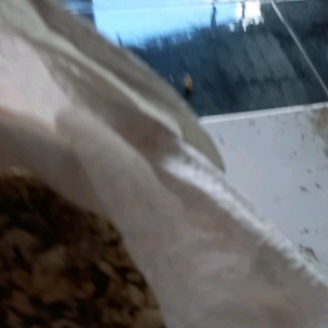 Asinan grit kulit telur puyuh ( bukan tulang sotong ) mencegah egg binding kalsium burung murai kacer merpati 200gr