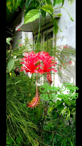 Hoa Dâm Bụt Lồng Đèn Cổ