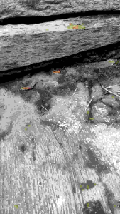 ZDM Sepatu Bola Model Kombinasi Outsole Jahit Bahan Kulit SPC