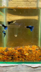 GUPPY (HB Blue Dragon) satu pasang