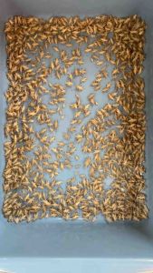 【KCH】Live Crickets/Cengkerik Hidup 5g/9g/18g/50g/100g|high protein|Feeder Insect for Reptiles Amphibians Fish Birds & Small Pets