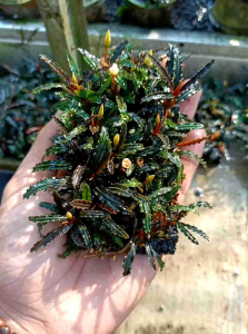 Bucephalandra Velvet Media Pakis 4×8cm - Tanaman Aquascape Aquarium Paludarium