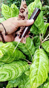 pisau kecil minimalis PB 9cm enak buat iris usus ayam+bikin serut sate dan super minimalis buat sayuran enak didapur