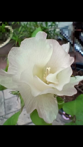 Organic Cotton Live Plant/Cotton Seeds/AnakPokok Kapas