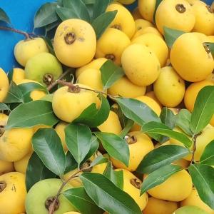 Lá thị tươi (40 lá). Hàng có sẵn vặt gửi ngay trong ngày. lá thị quả thị tươi