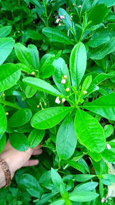 Daun Gingseng Jawa Segar 1 kg