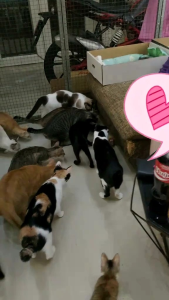 Banh đồ chơi cho mèo có dây xạc điện 😻