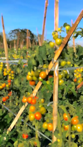 COD tomat merah super 1 kg