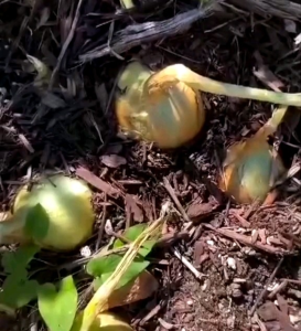 10 BUTIR BIJI/BENIH BAWANG BOMBAY UTAH