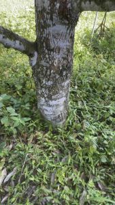 ต้นทุเรียนหมอนทองเสียบยอดแล้ว