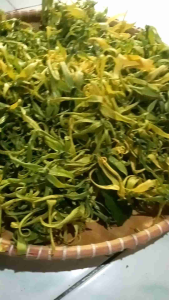 BUNGA KENANGGA WANGI ASLI DADAKAN