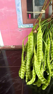 Petai Tua Segar & Petai Muda Isi 10 Papan atau 1 Ikat