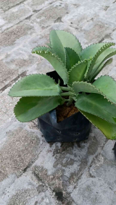 Pokok Setawar/Setawa