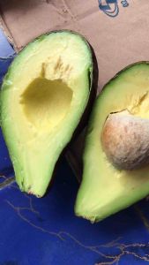 Bibit Alpukat Mentega / Benih Alpukat Super / Apocado