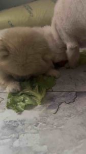 Thuốc Kích Thích Thèm ăn