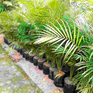 Tanaman Indoor Palem Kuning 1 - 120 Meter / Pohon Palem Kuning