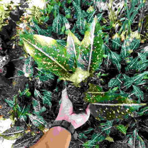 Tanaman Hias Aglonema Srikkit Sweethome: Tanaman Hias Hidup