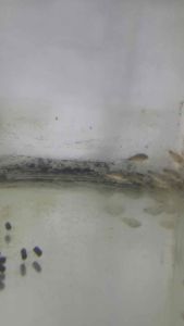 Corydoras Similis / Smudge Spot Cory Catfish /Livefish/Freshwater 鼠鱼