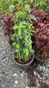 #อัญชัน ชื่อวิทยาศาสตร์ : Clitoria ternatea L. ชื่อสามัญ : Blue Pea Butterfly Pea. วงศ์ : LEGUMINOSAE-PAPILIONOIDEAE.            #ดอกอัญชัน #ดอกไม้สีสวยสดที่สามารถพบเห็นได้ทั่วประเทศ จะต้องทำการปลูกอย่างไร มีประโยชน์มากแค่ไหน ตามมาหาคำตอบกันค่ะ  #ดอกอัญช