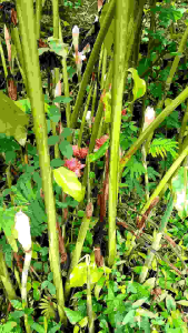 Bunga Kecombrang atau Bunga Honye 500 Gram