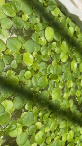 KPK จอกเขียวญี่ปุ่น พืชน้ำเลี้ยงปลา บำบัดน้ำ ตกแต่งบ่อปลา