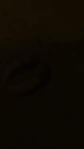 เขี้ยวเสื้อไฟ ต่อ1 คู่ เขี้ยวกรวง แท้หลวงพ่อปาน สูง 6 cm.