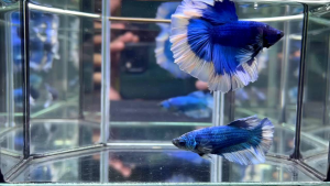 BETTA FISH HALFMOON BLUE BUTTERFLY ROSETAIL THAILAND