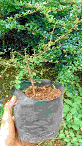 bibit Hokiantea mikro buah / arcia