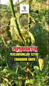 Pupuk Antek Anti Patek dan keriting daun 1 Liter BELI 3 FREE 1 TERAMPUH