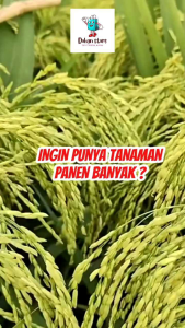 BOMA PUPUK CAIR PENGUSIR & PEMBASMI HAMA + ZPT 100ML Beli 3 Gratis 1