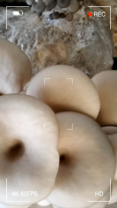 phôi nấm sò (8 phôi)