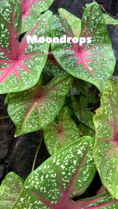 Revlon Moondrops Series Skincare set dan Ecer ( Basic skincare mencerahkan )