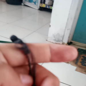 tali pikat kutilang