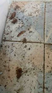 เจลกำจัดแมลงสาบ ภายในและภายนอกบ้าน