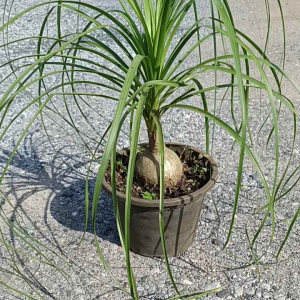 แซ่้ากระถาง 11 นิ้ว