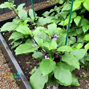 10 BUTIR BIJI/BENIH  TANAMAN TERONG PATIO BABY