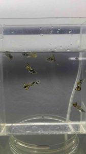 Yellow sunset roundtail guppy 孔雀鱼黄昏圆尾