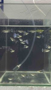 Half Black Blue Guppy ribbon/non ribbon 蓝半黑孔雀鱼缎带和无缎带 Guppy Hb Blue