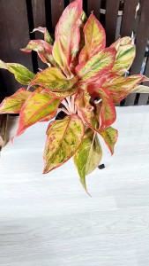 ต้นแสงเงินแสงทอง หรือ แก้วกาญจนา Siam Aurora Aglaonema commutatum ต้นไม้มงคลเสริมโชคลาภ ต้นไม้ฟอกอากาศ สีสันสวยงาม จัดส่งพร้อมกระถาง 6นิ้ว