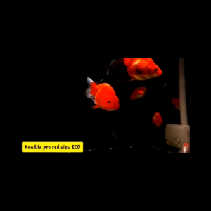 Kandila Pro Red View ECO + UVA UVB 200 300 400 lampu aquarium view warna ikan