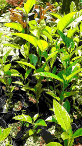 Cây chanh giây vàng hương ổi cao 30-50cm (cây giống)