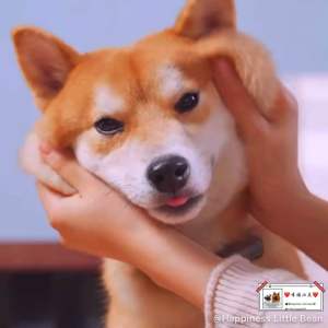 Ready Stock Dog Cat Wet Can Food 鲜御狗猫罐头 日式营养主食罐宠物狗狗零食拌饭幼犬湿粮100g宠物罐头鸡肉卵蛋粒、鸭肉卵黄蛋粒、蒸蛋鸡块零食狗狗湿粮营养辅食拌粮Kuching