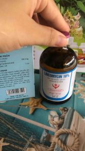 LINCOMYCIN 10% hanvet (100ml)_dùng trong thú y