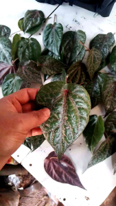 Daun Sirih Merah 20 Lembar Segar Fresh Baru Petik (Obat Herbal)