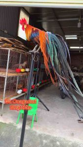 Xích chân gà chống rối dây – Dây dài 1m loại tốt bền chắc