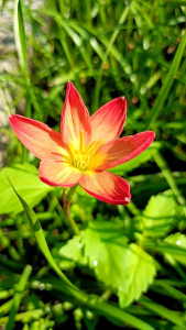 บัวดิน Z. Chinda 3 หัว