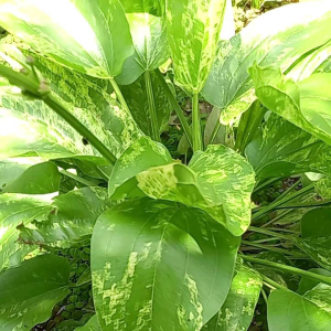 บัวอเมซอนด่าง ลายด่างสวยทั้งใบ ปลูกง่าย ขยายพันธุ์เร็ว ส่งแบบตัดสด สร้างรายละเอียด ราคา ราคาลงตัว