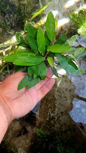 anubiyas sp gerin media wabikusa tanaman aquscape