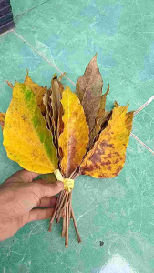 Paket 20 Lembar Koleyang Daun Kemiri