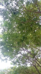 Jas Hujan Bintang Termurah Setelan Baju+Celana Pria/Wanita Dewasa